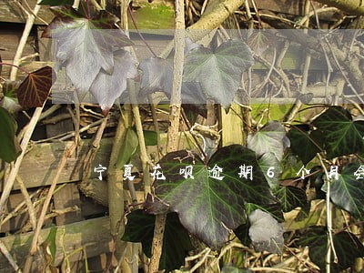 宁夏花呗逾期6个月会不会被上门 宁夏花呗逾期6个月会不会被上门