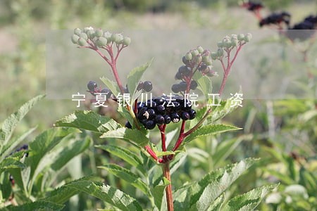 宁夏银川法院工资 宁夏银川法院工资