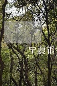 宁夏银行信用卡逾期一天还款 宁夏银行信用卡逾期一天还款