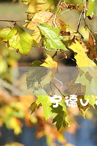 宁德voc律师诉讼 宁德voc律师诉讼