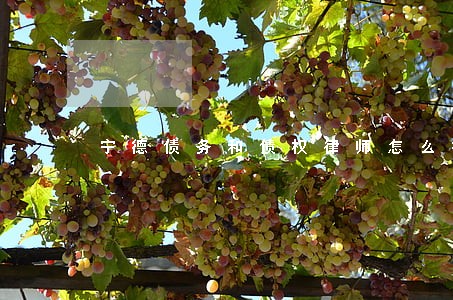 宁德债务和债权律师怎么找 宁德债务和债权律师怎么找