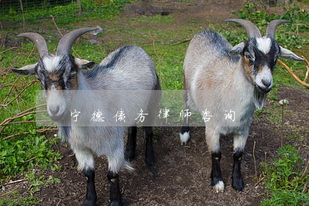 宁德债务律师咨询 宁德债务律师咨询