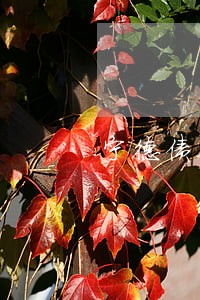 宁德债务纠纷律师收费标准和方式 宁德债务纠纷律师收费标准和方式