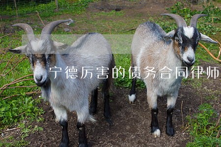 宁德厉害的债务合同律师 宁德厉害的债务合同律师
