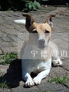 宁德周边债务执行律师费用 宁德周边债务执行律师费用