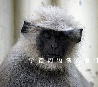 宁德周边债务案件律师律所咨询 宁德周边债务案件律师律所咨询