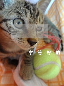 宁德好的法律咨询电话 宁德好的法律咨询电话