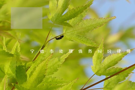 宁德市处理债务纠纷律师哪个好 宁德市处理债务纠纷律师哪个好