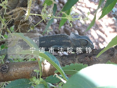 宁德市法院陈铮