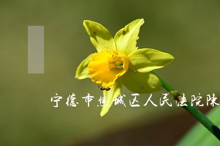 宁德市焦城区人民法院陈亮峰 宁德市焦城区人民法院陈亮峰