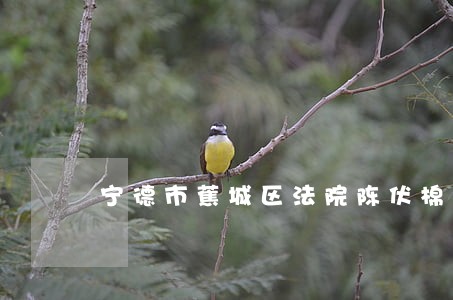宁德市蕉城区法院陈伏棉 宁德市蕉城区法院陈伏棉