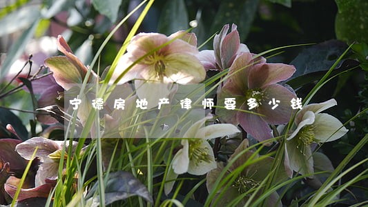 宁德房地产律师要多少钱 宁德房地产律师要多少钱