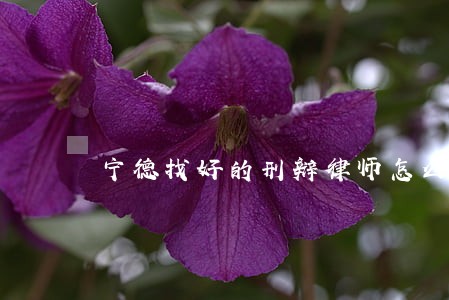 宁德找好的刑辩律师怎么委托 宁德找好的刑辩律师怎么委托