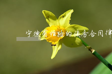 宁德有经验的债务合同律师哪家强 宁德有经验的债务合同律师哪家强