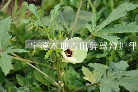 宁德本地古田醉驾辩护律师 宁德本地古田醉驾辩护律师