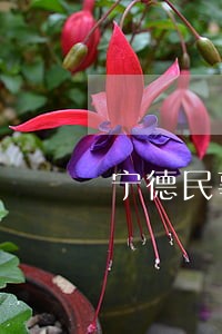 宁德民事债务律师怎么委托