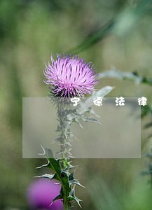 宁德法律顾问事务咨询 宁德法律顾问事务咨询
