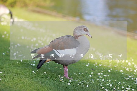 宁德法院司法拍卖房子 宁德法院司法拍卖房子
