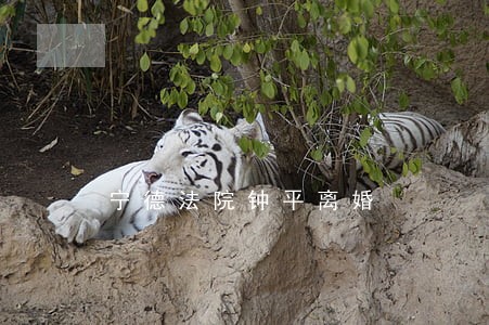 宁德法院钟平离婚 宁德法院钟平离婚