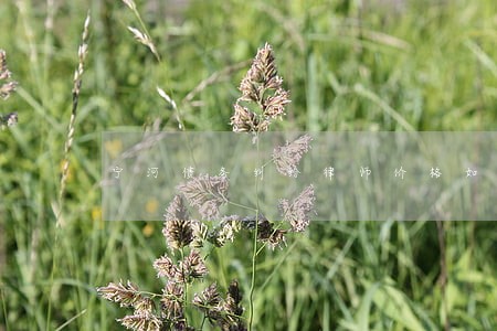 宁河债务纠纷律师价格如何计算 宁河债务纠纷律师价格如何计算