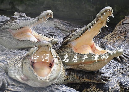 宁河有名房产律师 宁河有名房产律师