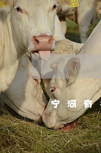 宁河有名房产律师咨询 宁河有名房产律师咨询