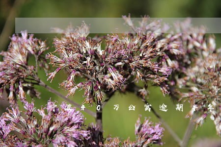 宁波40万公寓逾期半年