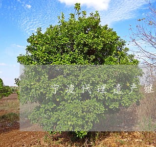 宁波代理遗产继承律师 宁波代理遗产继承律师