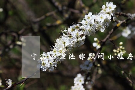 宁波企业法律顾问小程序