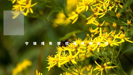宁波债务清偿律师排名榜