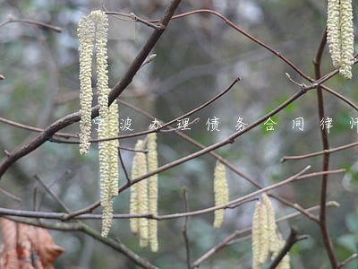 宁波办理债务合同律师费用 宁波办理债务合同律师费用