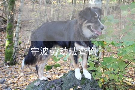宁波劳动法查询 宁波劳动法查询