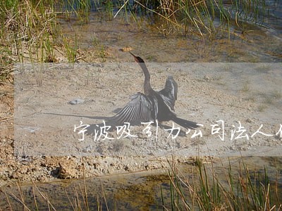宁波吸引力公司法人代表