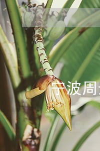 宁波周边债务律师哪里找