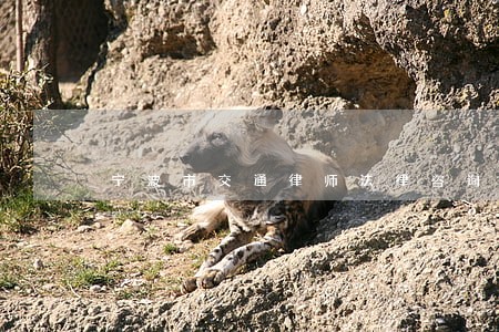宁波市交通律师法律咨询 宁波市交通律师法律咨询