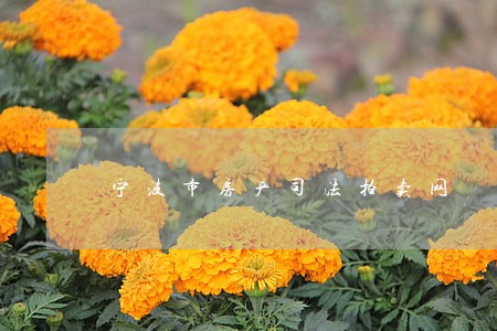 宁波市房产司法拍卖网 宁波市房产司法拍卖网