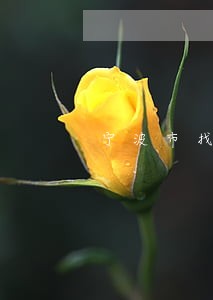宁波市找职务侵占罪律师 宁波市找职务侵占罪律师