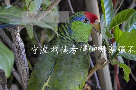 宁波找债务律师哪家强不二之选 宁波找债务律师哪家强不二之选