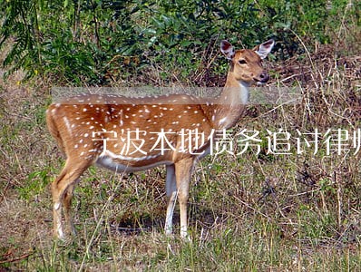 宁波本地债务追讨律师 宁波本地债务追讨律师