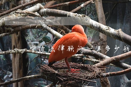 宁波法律顾问一年多少钱 宁波法律顾问一年多少钱
