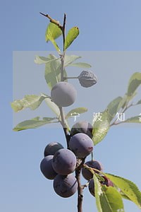宁波知名债权债务合同律师 宁波知名债权债务合同律师