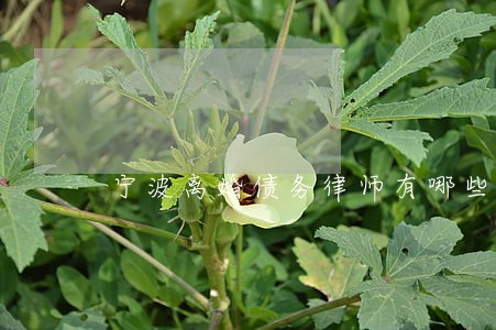 宁波离婚债务律师有哪些 宁波离婚债务律师有哪些