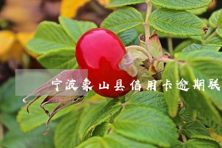 宁波象山县信用卡逾期联系方式
