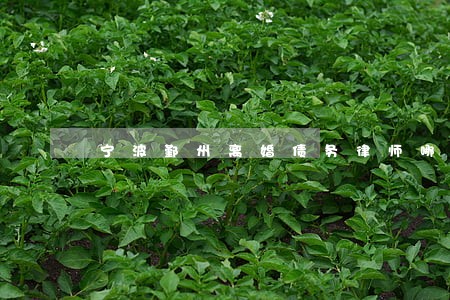 宁波鄞州离婚债务律师哪里找
