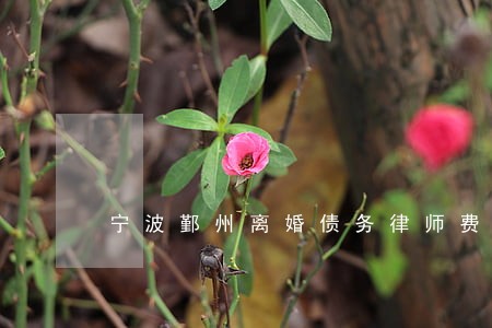宁波鄞州离婚债务律师费用 宁波鄞州离婚债务律师费用
