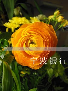 宁波银行信用卡逾期多久上诉 宁波银行信用卡逾期多久上诉