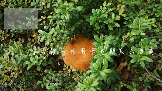 宁波银行信用卡逾期怎么协商 宁波银行信用卡逾期怎么协商