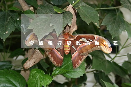 宁波银行贷款逾期5天 宁波银行贷款逾期5天