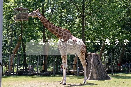 宁波银行逾期一天是多少 宁波银行逾期一天是多少