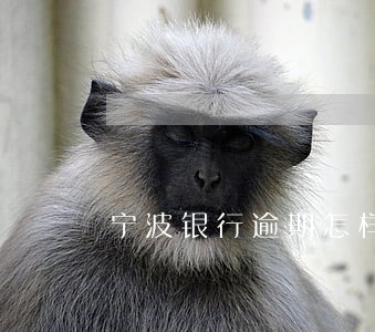 宁波银行逾期怎样协商 宁波银行逾期怎样协商